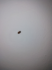 Coleoptera