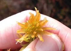 Sphagnum pulchrum
