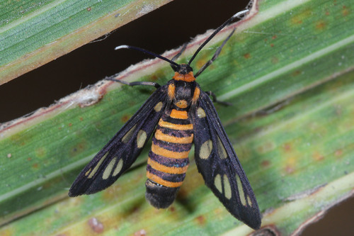 Hübner's Wasp Moth photo 6