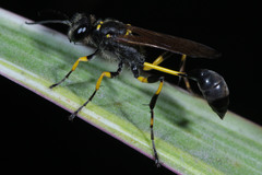 Sceliphron