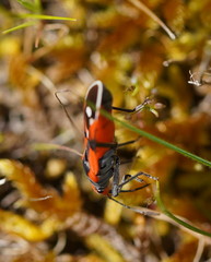 Melanerythrus mactans