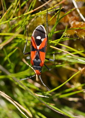 Melanerythrus mactans