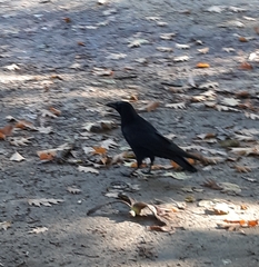 Corvus corone