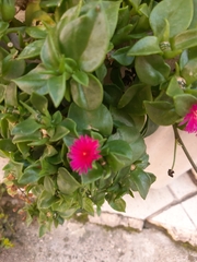 Mesembryanthemum cordifolium