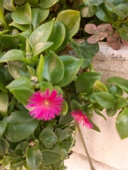 Mesembryanthemum cordifolium