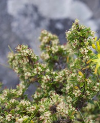 Cliffortia tridentata