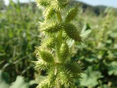 Xanthium strumarium canadense