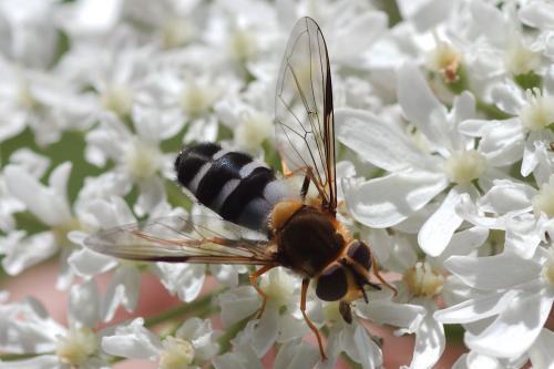 Pale-saddled Leucozona