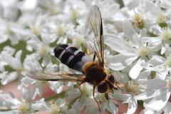 Leucozona glaucia