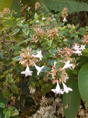 Abelia × grandiflora