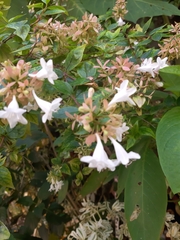 Abelia × grandiflora