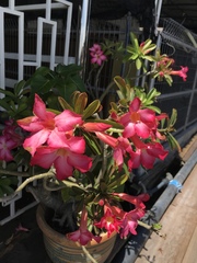 Adenium obesum