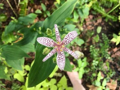Tricyrtis