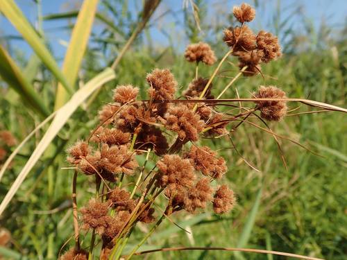 Scirpus mitsukurianus iNat (3)
