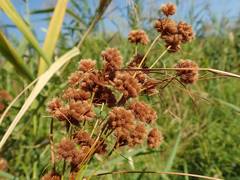 Scirpus mitsukurianus