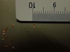 Scirpus mitsukurianus