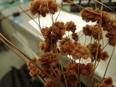 Scirpus mitsukurianus