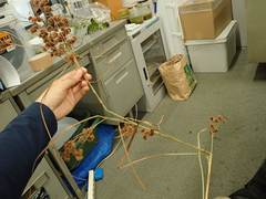 Scirpus mitsukurianus