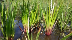 Xyris laxifolia iridifolia