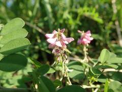 Indigofera pseudotinctoria