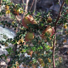 Dodonaea hirsuta