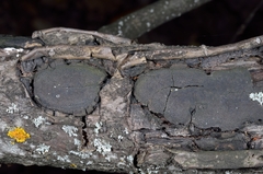 Biscogniauxia mediterranea