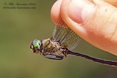 Cordulia shurtleffii