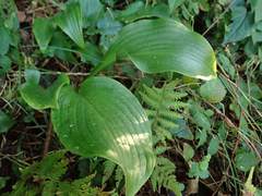 Hosta sieboldii