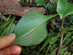 Hosta sieboldii