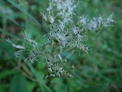 Eupatorium lindleyanum