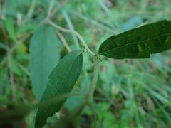 Eupatorium lindleyanum