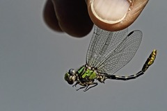 Ophiogomphus incurvatus