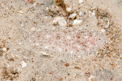 Aseraggodes lenisquamis