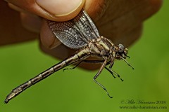 Phanogomphus lividus