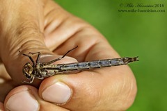 Phanogomphus lividus