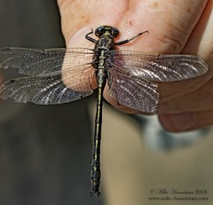 Phanogomphus lividus