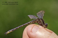 Phanogomphus lividus