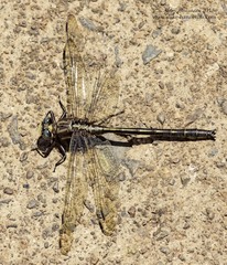 Phanogomphus lividus