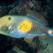 Sixspine Leatherjacket - Photo (c) Erik Schlogl, some rights reserved (CC BY-NC)