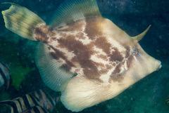 Centreboard Leatherjacket photo 4
