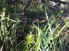 Dracophyllum secundum