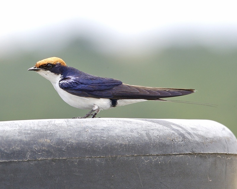 Wire-Tailed Swallow