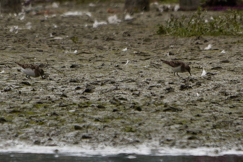 Temminck's Stint, Twisk, Netherlands, photo 7 of 10