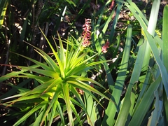 Dracophyllum secundum