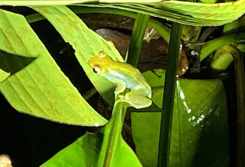 Jade Tree Frog, Zhangixalus dulitensis