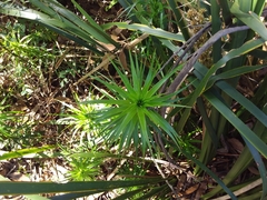 Dracophyllum secundum