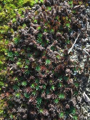 Melichrus procumbens