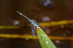 Micrathyria catenata