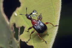 Paracycnotrachelus collaris