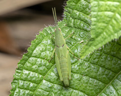 Tagasta marginella